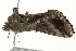  ( - SNS10IL-00914)  @12 [ ] CreativeCommons - Attribution (2011) CBG Photography Group Centre for Biodiversity Genomics