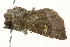  ( - SNS10IL-01083)  @12 [ ] CreativeCommons - Attribution (2011) CBG Photography Group Centre for Biodiversity Genomics