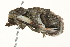  ( - SNS10IL-01090)  @12 [ ] CreativeCommons - Attribution (2011) CBG Photography Group Centre for Biodiversity Genomics