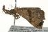  ( - SNS10IL-01092)  @12 [ ] CreativeCommons - Attribution (2011) CBG Photography Group Centre for Biodiversity Genomics