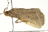  ( - SNS10IL-01155)  @12 [ ] CreativeCommons - Attribution (2011) CBG Photography Group Centre for Biodiversity Genomics