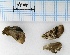  ( - AS-LIMAC 248)  @11 [ ] Copyright (2010) Unspecified Research Collection of Alexey V. Solovyev