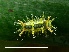  ( - AS-LIMAC 251)  @12 [ ] Copyright (2010) Unspecified Research Collection of Alexey V. Solovyev