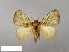  (Mambarona congrua - WITT-LIMAC 395)  @12 [ ] Unspecified (default): All Rights Reserved  Unspecified Unspecified