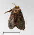  ( - AS-LIMAC 52)  @13 [ ] Copyright (2010) Unspecified Research Collection of Alexey V. Solovyev