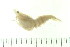  (Sicyonia lancifer - HLC-24504)  @13 [ ] CreativeCommons - Attribution (2008) Unspecified Centre for Biodiversity Genomics