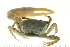  ( - HLC-24565)  @13 [ ] CreativeCommons - Attribution (2008) Unspecified Centre for Biodiversity Genomics