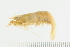  (Macrobrachium sp - HLC-24732)  @11 [ ] CreativeCommons - Attribution (2008) Unspecified Centre for Biodiversity Genomics
