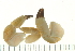  ( - HLC-24760)  @13 [ ] CreativeCommons - Attribution (2008) Unspecified Centre for Biodiversity Genomics