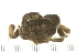  ( - HLC-24772)  @13 [ ] CreativeCommons - Attribution (2008) Unspecified Centre for Biodiversity Genomics