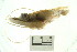  (Melicertus plebejus - HLC-24871)  @14 [ ] CreativeCommons - Attribution (2008) Unspecified Centre for Biodiversity Genomics