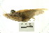  ( - HLC-24872)  @14 [ ] CreativeCommons - Attribution (2008) Unspecified Centre for Biodiversity Genomics