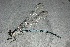  ( - MXAch-38)  @11 [ ] No Rights Reserved  R. Novelo Unspecified