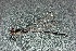  ( - MXAcu-35)  @11 [ ] No Rights Reserved  R. Novelo Unspecified