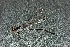  ( - MXAcu-36)  @11 [ ] No Rights Reserved  R. Novelo Unspecified