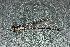  ( - MXAcu-37)  @11 [ ] No Rights Reserved  R. Novelo Unspecified