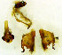  (Atrytone byssus - Linda 16)  @11 [ ] Unspecified (default): All Rights Reserved  Unspecified Unspecified