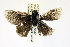  (Amblyscirtes linda - Linda 6)  @11 [ ] Unspecified (default): All Rights Reserved  Unspecified Unspecified