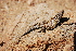  ( - LIO-CSA 1168)  @11 [ ] CreativeCommons - Attribution Non-Commercial No Derivatives (2015) Unspecified FML