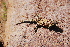  ( - LIO-CSA 1169)  @11 [ ] CreativeCommons - Attribution Non-Commercial No Derivatives (2015) Unspecified FML