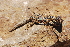  ( - LIO-CSA 1181)  @11 [ ] CreativeCommons - Attribution Non-Commercial No Derivatives (2015) Unspecified FML