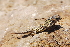  ( - LIO-CSA 1183)  @11 [ ] CreativeCommons - Attribution Non-Commercial No Derivatives (2015) Unspecified FML