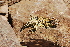  ( - LIO-CSA 1196)  @11 [ ] CreativeCommons - Attribution Non-Commercial No Derivatives (2015) Unspecified FML