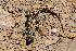  ( - LIO-CSA 1198)  @11 [ ] CreativeCommons - Attribution Non-Commercial No Derivatives (2015) Unspecified FML