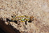  ( - LIO-CSA 1200)  @11 [ ] CreativeCommons - Attribution Non-Commercial No Derivatives (2015) Unspecified FML