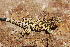 ( - LIO-CSA 1203)  @11 [ ] CreativeCommons - Attribution Non-Commercial No Derivatives (2015) Unspecified FML