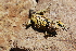 ( - LIO-CSA 1215)  @11 [ ] CreativeCommons - Attribution Non-Commercial No Derivatives (2015) Unspecified FML