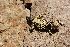  ( - LIO-CSA 1229)  @11 [ ] CreativeCommons - Attribution Non-Commercial No Derivatives (2015) Unspecified FML