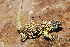  ( - LIO-CSA 1245)  @11 [ ] CreativeCommons - Attribution Non-Commercial No Derivatives (2015) Unspecified FML
