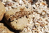  ( - LIO-CSA 1264)  @11 [ ] CreativeCommons - Attribution Non-Commercial No Derivatives (2015) Unspecified FML
