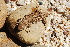  ( - LIO-CSA 1265)  @11 [ ] CreativeCommons - Attribution Non-Commercial No Derivatives (2015) Unspecified FML