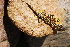  (Liolaemus molinai - LIO-CSA 1370)  @11 [ ] CreativeCommons - Attribution Non-Commercial No Derivatives (2015) Unspecified FML
