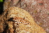  ( - LIO-CSA 1373)  @11 [ ] CreativeCommons - Attribution Non-Commercial No Derivatives (2015) Unspecified FML