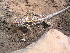  ( - LIO- IbigeoR 5073)  @11 [ ] CreativeCommons - Attribution Non-Commercial No Derivatives (2015) Unspecified IBIGEO