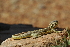  ( - LIO- MCN 2512)  @11 [ ] CreativeCommons - Attribution Non-Commercial No Derivatives (2015) Unspecified Museo de Ciencias Naturales