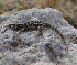  (Liolaemus sp. cusco - LIO- musa 3816)  @11 [ ] CreativeCommons - Attribution Non-Commercial No Derivatives (2015) Unspecified MUSA