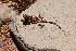  ( - LIO-OGS 3377)  @11 [ ] CreativeCommons - Attribution Non-Commercial No Derivatives (2015) Unspecified FML