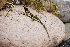  ( - LIO-OGS 3382)  @11 [ ] CreativeCommons - Attribution Non-Commercial No Derivatives (2015) Unspecified FML