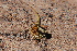  ( - LIO-OGS 4247)  @11 [ ] CreativeCommons - Attribution Non-Commercial No Derivatives (2015) Unspecified FML