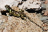  ( - LIO-OGS 4252)  @11 [ ] CreativeCommons - Attribution Non-Commercial No Derivatives (2015) Unspecified FML