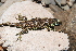  ( - LIO-OGS 4301)  @11 [ ] CreativeCommons - Attribution Non-Commercial No Derivatives (2015) Unspecified FML