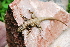  (Liolaemus capillitas - LIO- Acunsa 52)  @11 [ ] CreativeCommons - Attribution Non-Commercial No Derivatives (2015) Unspecified MCN