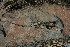  ( - LIO- CSA 1790)  @11 [ ] CreativeCommons - Attribution Non-Commercial No Derivatives (2015) Unspecified FML