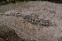 ( - LIO- CSA 1866)  @11 [ ] CreativeCommons - Attribution Non-Commercial No Derivatives (2015) Unspecified FML