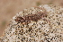  (Liolaemus cf. poecilochromus - LIO-CSA 1116)  @11 [ ] CreativeCommons - Attribution Non-Commercial Share-Alike (2014) Cristian Abdala Fundación Miguel Lillo