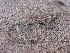  ( - LIO-MCN 1916)  @13 [ ] CreativeCommons - Attribution Non-Commercial Share-Alike (2014) Cristian Abdala IBIGEO